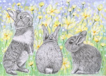 8 x 12 graphite, watercolour and Acrylic on paper